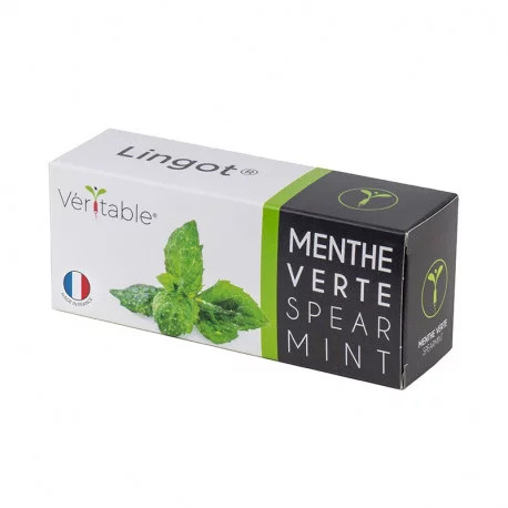 Véritable Lingot Minze